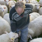 BEERNINK MET SCHAPEN EN ARNO VOORBIJ