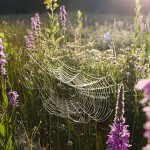 GORSSELSE HEIDE NATUUR