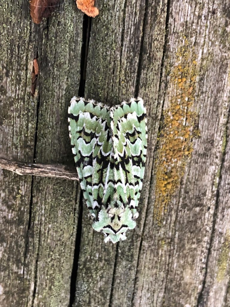 Diana Uil (nachtvlinder)